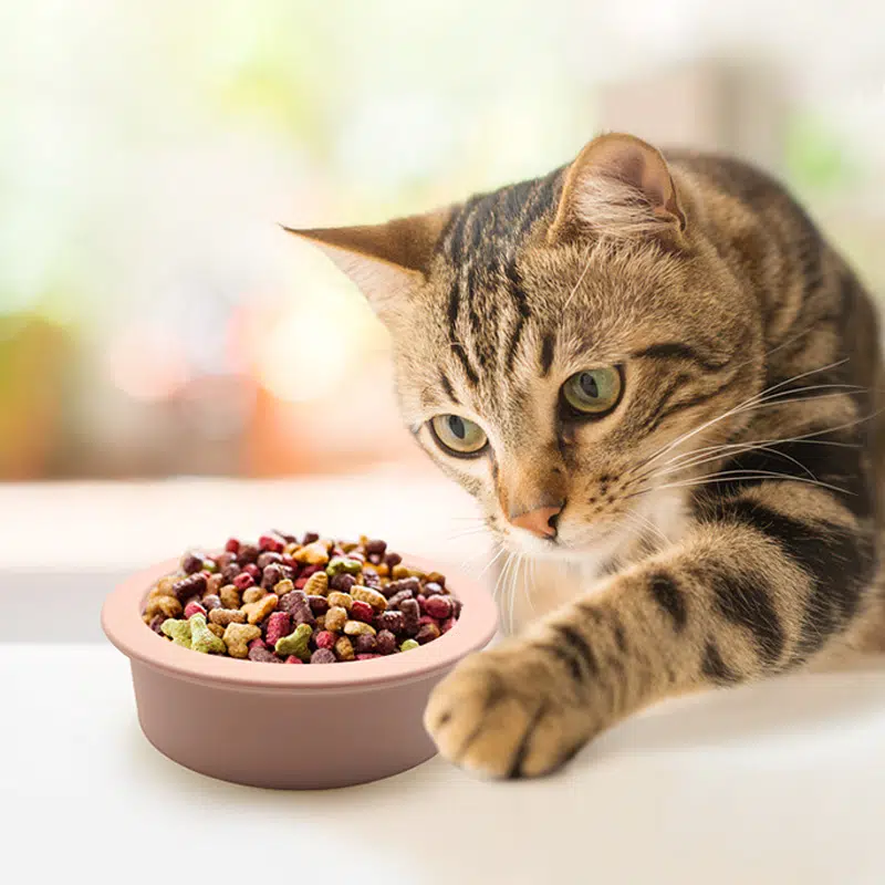 Exploring the Role of Silicone in Pet Care Products1